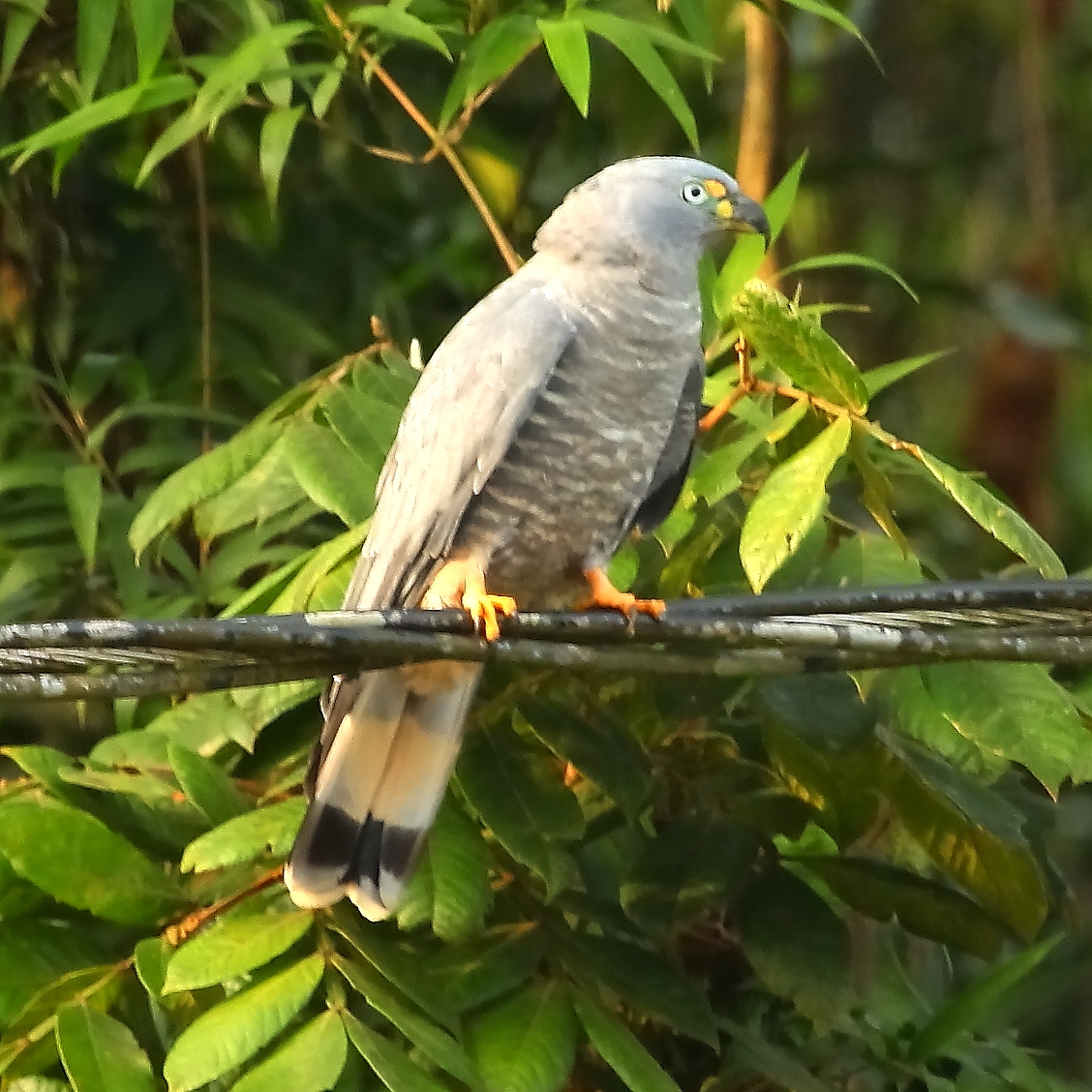 #17 - The Bird Declared Extinct Before Anyone Saw It Fly