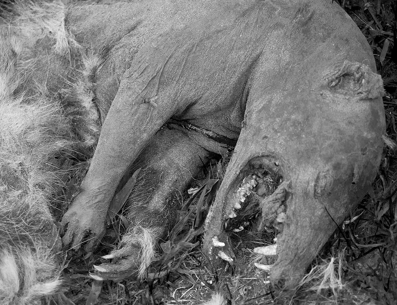 #13 - The Cuero "Chupacabra" That Split the Scientific Community 