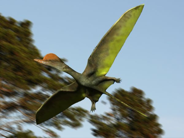 #5 - Darwinopterus, the Fossil That Looked Like Two Animals Stitched Together