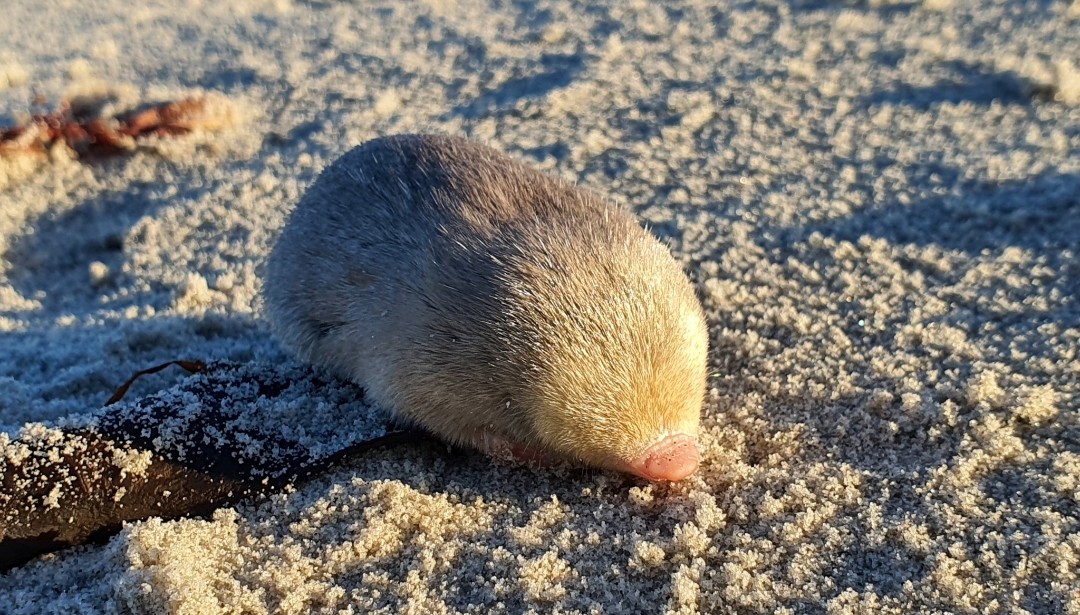 #20 - South Africa's Ghost Mole From a Farm Estate