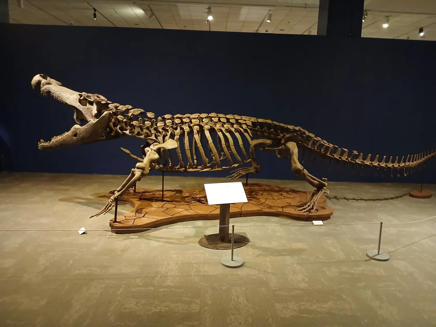 #5 - Deinosuchus: The "Dino-Croc" That's Just an Enormous Crocodile