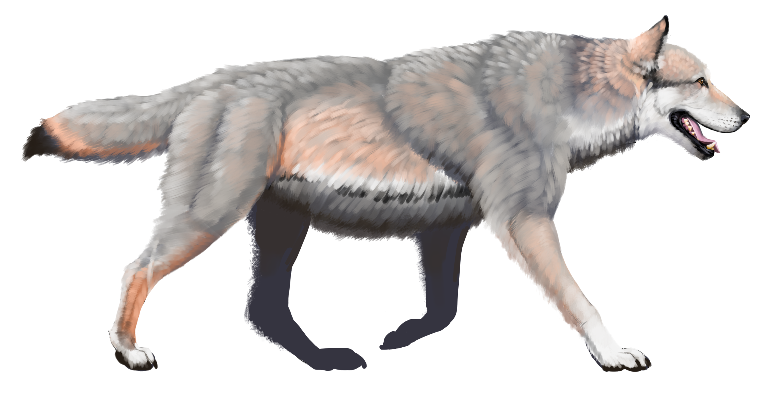 #2 - Dire Wolves Weren't Just Big Wolves - They Weren't Really Wolves at All