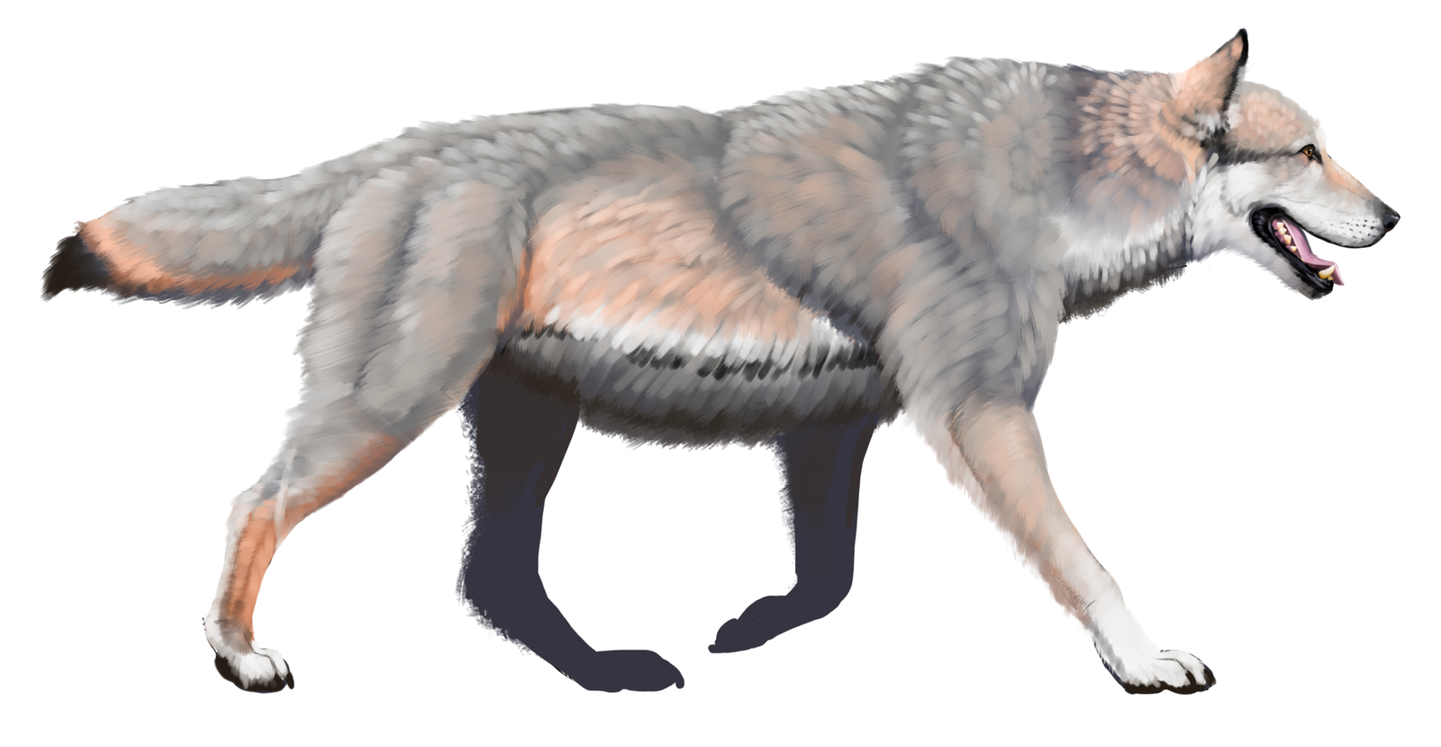 Dire Wolf – The Heavyweight Cousin of Modern Wolves