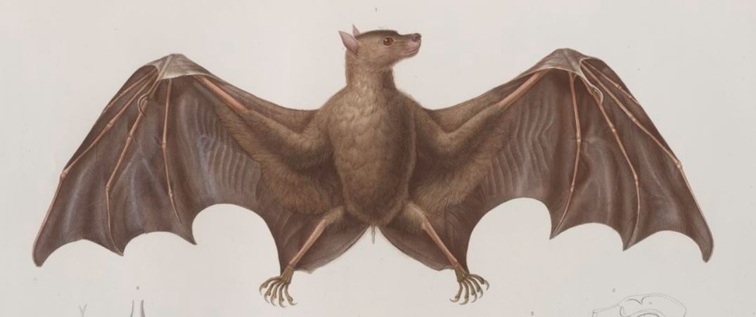 #7 - Philippine Naked-Backed Fruit Bat: The Cave Specialist Playing Hide-and-Seek