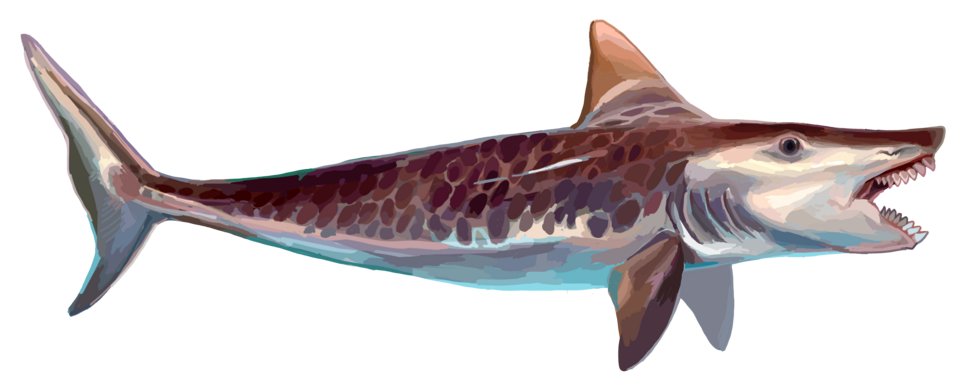 Edestus: The “Scissor-Toothed” Shark That Never Stopped Adding Blades