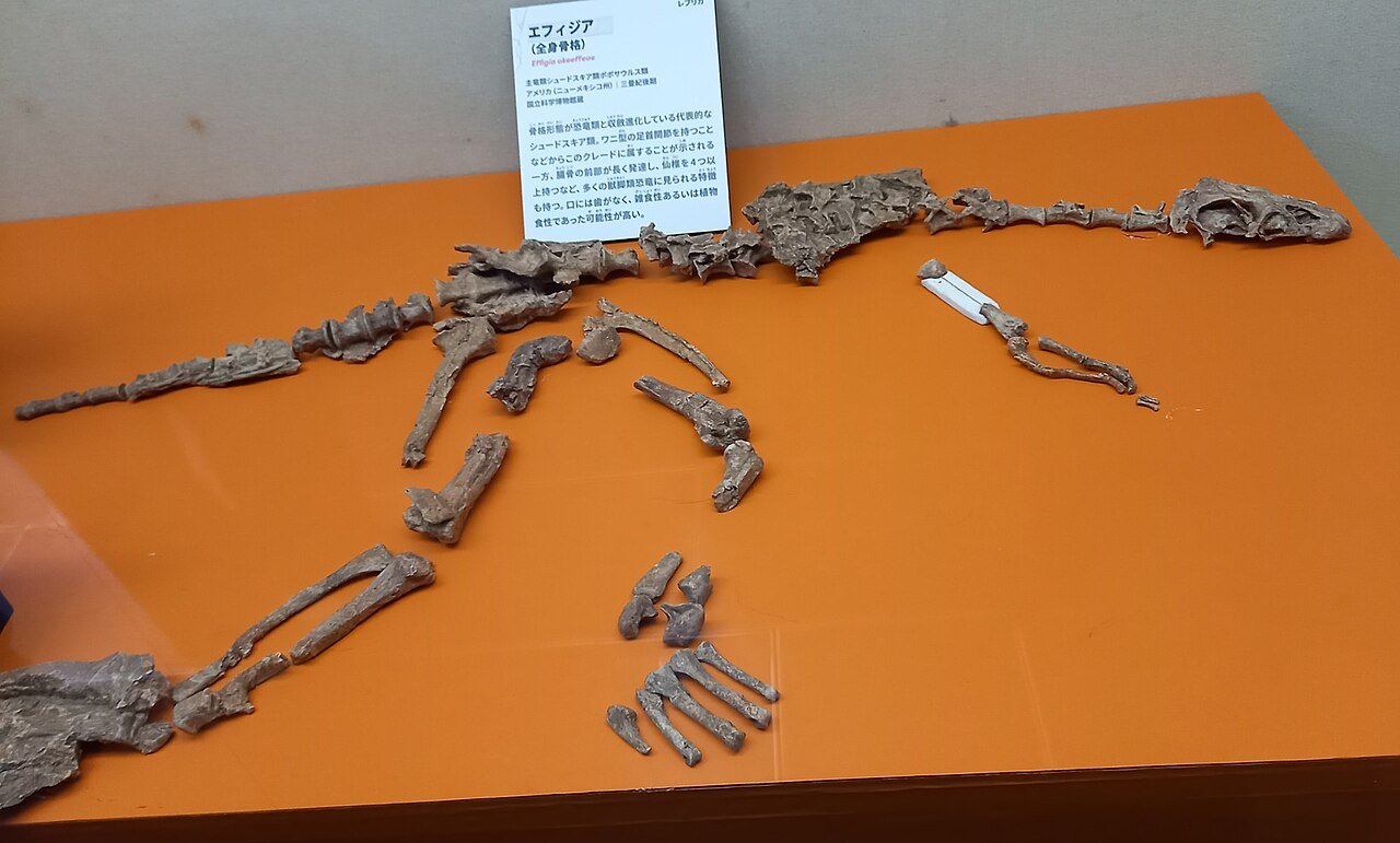 #2 - Effigia okeeffeae: The Skeleton That Sat Misfiled in a Museum Drawer for 60 Years