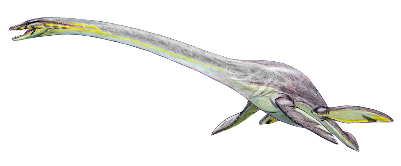#9 - Elasmosaurus, the Neck That Broke the Rules of Anatomy