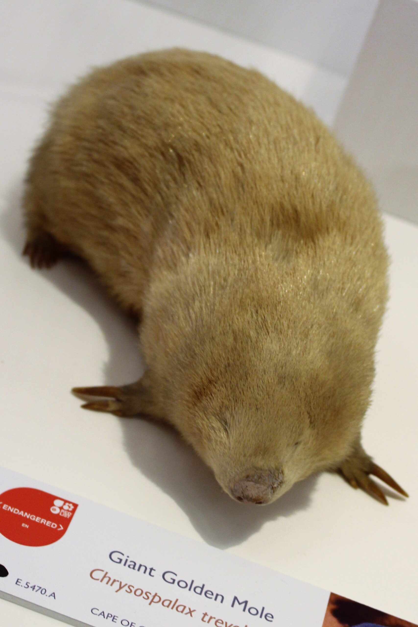 #21 - The Golden Mole That Vanished Into an Owl's Stomach