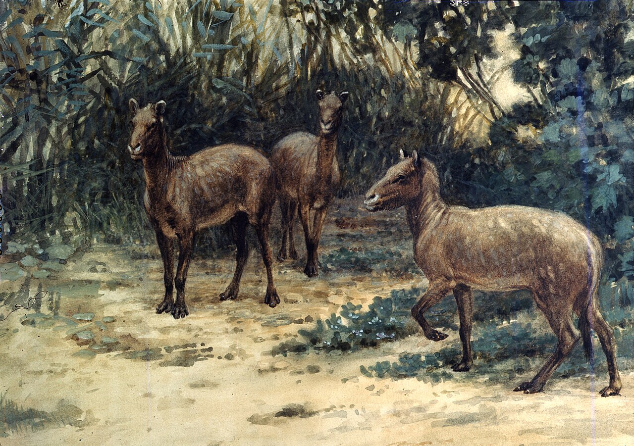 #8 - The Wild Horses That Grazed Long After Textbooks Said They Died