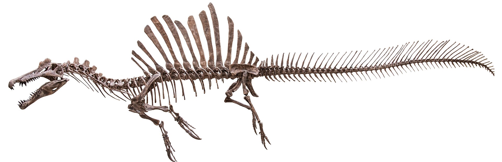 #11 - A Brand-New Spinosaurus Species Just Rewrote the Family Tree 