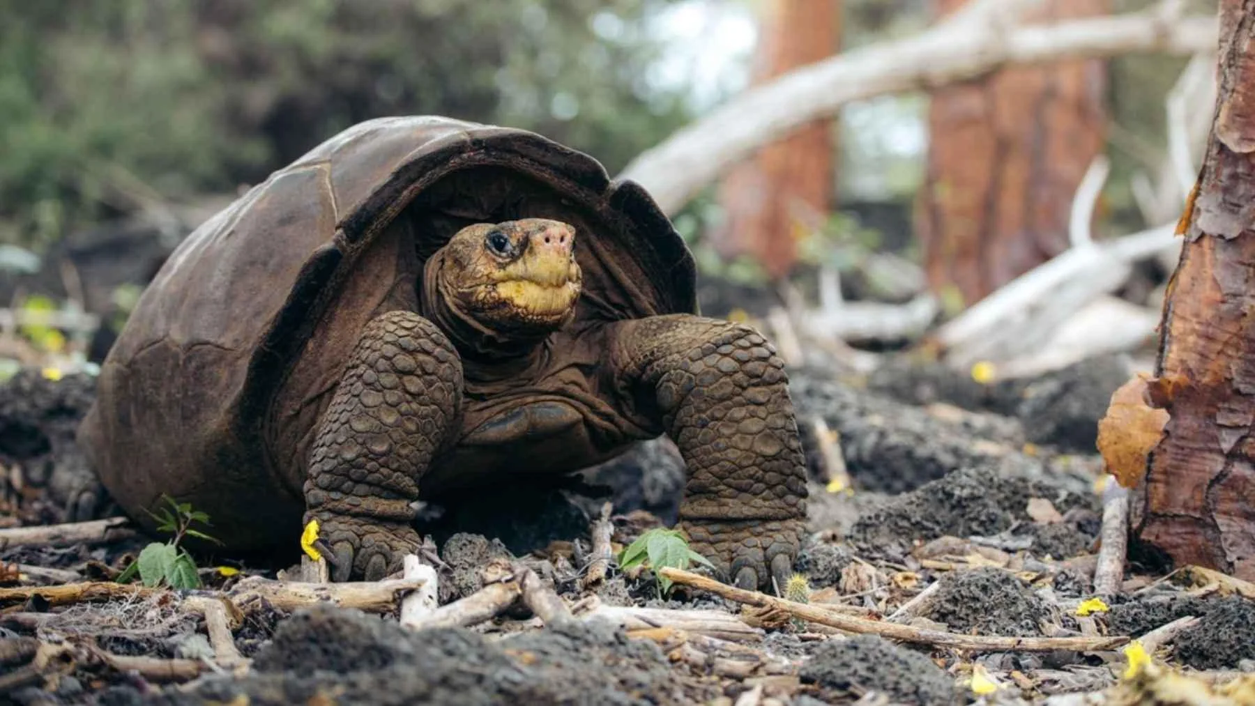 Fernandina Island Galápagos Giant Tortoise – A Lone Survivor, Then Hope