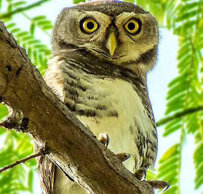 #3 - Forest Owlet: The Misfiled Specimen That Hid a Living Population