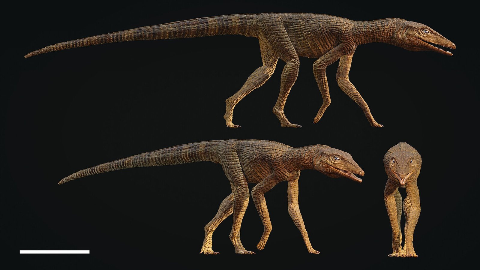 Why the Fast Crocs Disappeared While Their Slower Cousins Survived