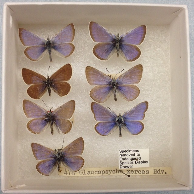 #9 - The Xerces Blue Butterfly Too Delicate to Ever Sit Under Glass Long-Term