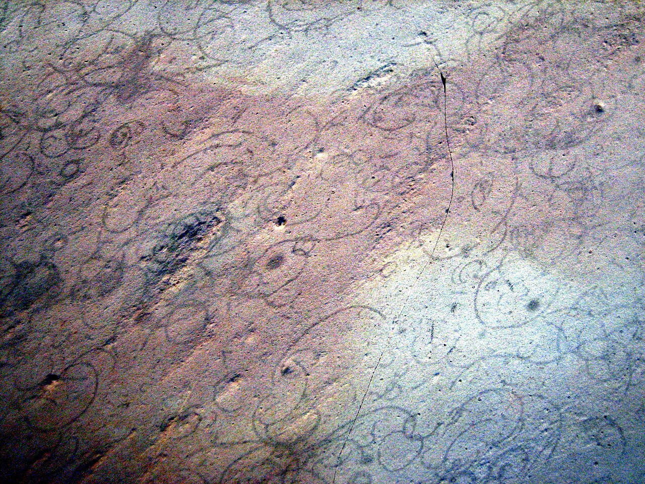 #9 - Gogo Formation: A 380-Million-Year-Old Fish With a Beating Heart