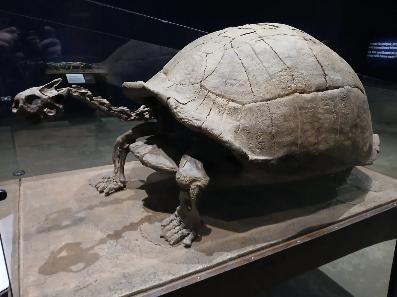 #14 - The Giant Tortoise That Outgrew the Galápagos