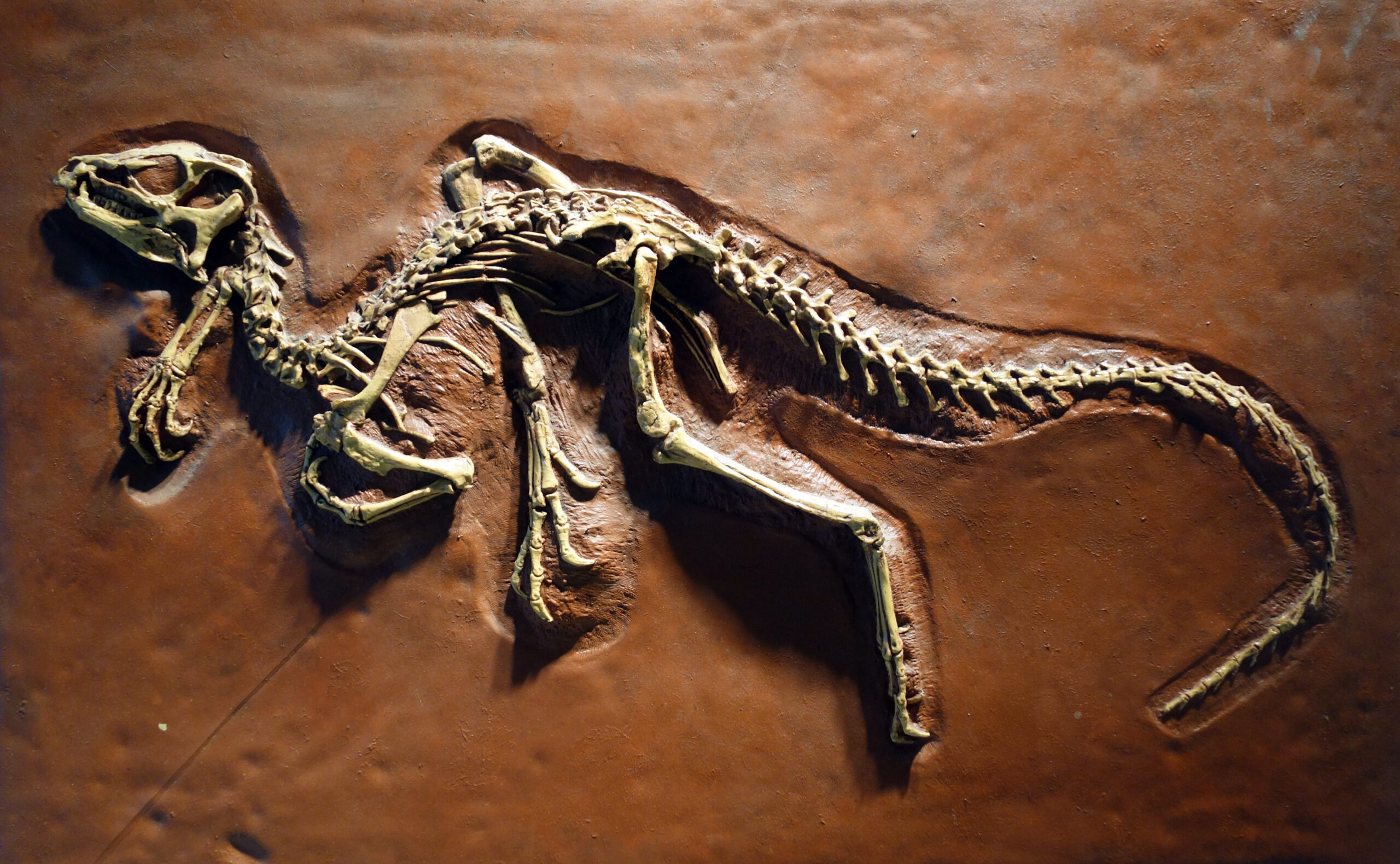 #14 - Dianchungosaurus lufengensis 