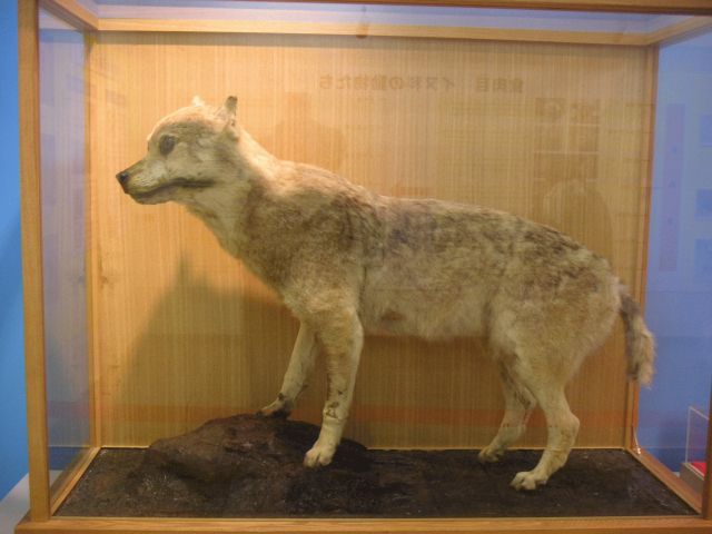 #11 - The Japanese Wolf (Honshu Wolf) 
