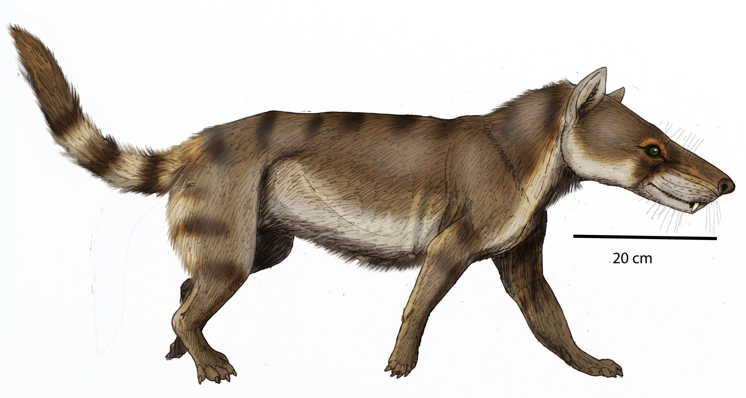 7. Hyaenodon: The Mammalian Predator With an Oversized Bite