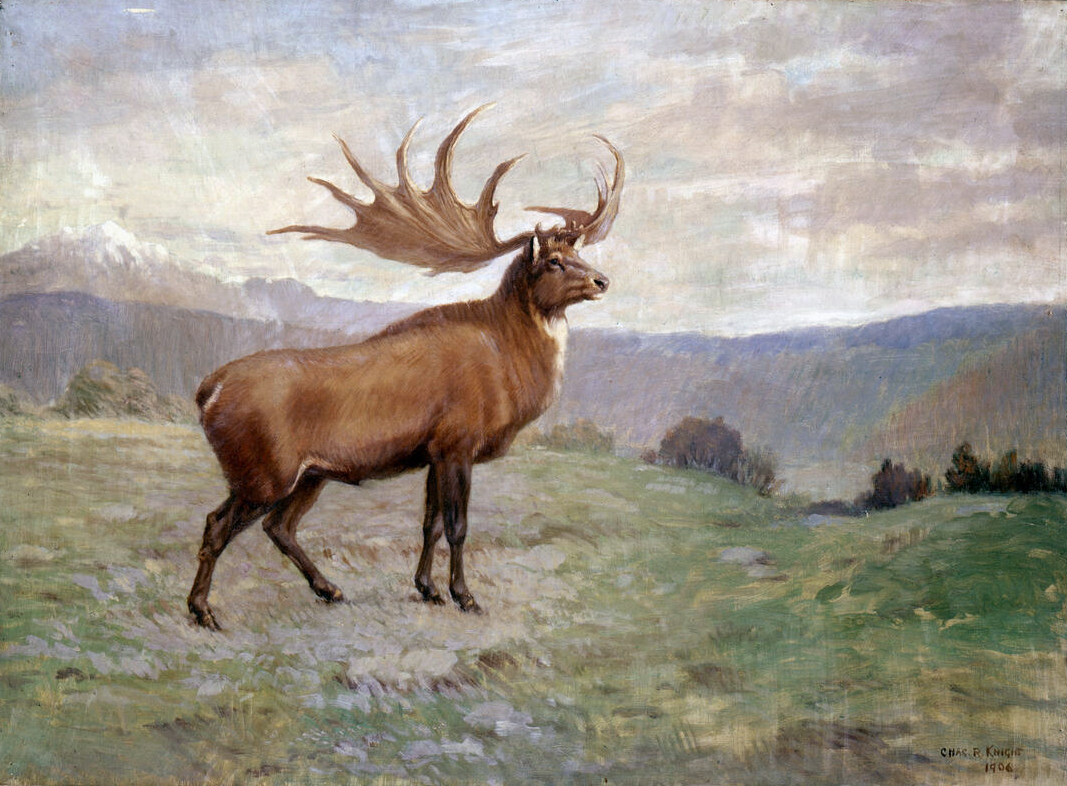 Irish Elk (Giant Deer): The Monarch with Outrageous Antlers