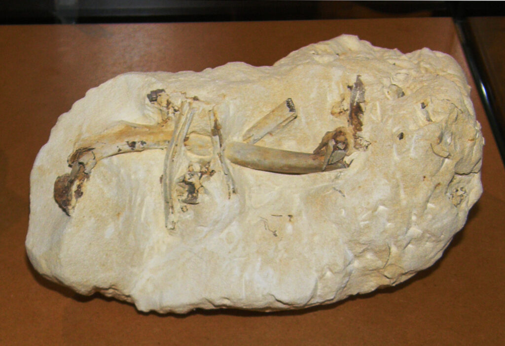 #11 - The First True Bird Proved How Modern Beaks Evolved