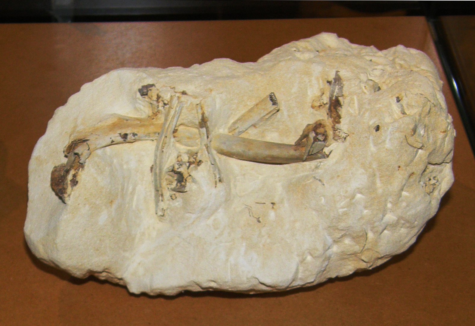 #11 - The First True Bird Proved How Modern Beaks Evolved