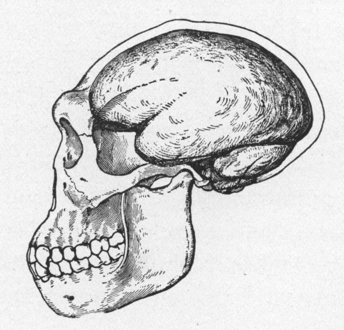 #20 - Java Man: The Human Ancestor Name That Lost to Homo