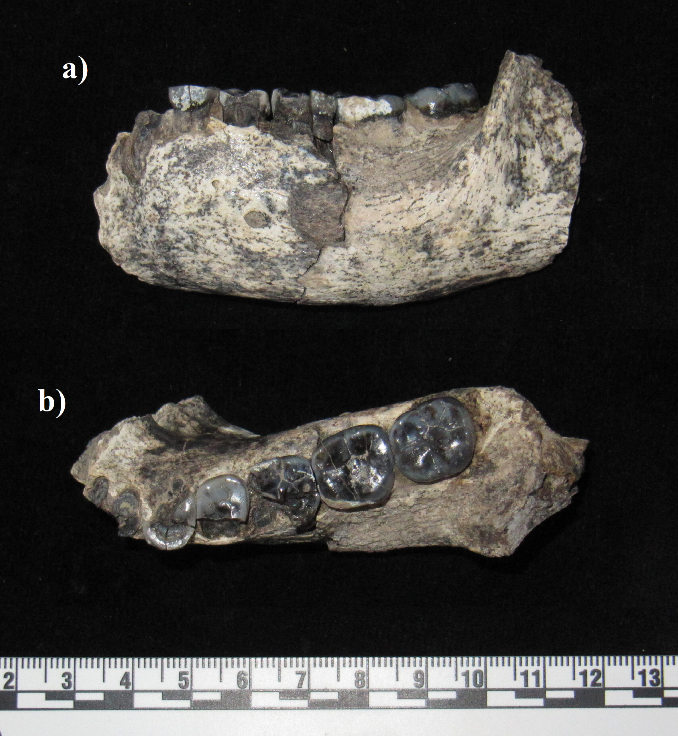#11 - The Ledi-Geraru Jaw: The Oldest Confirmed Piece of Our Own Genus