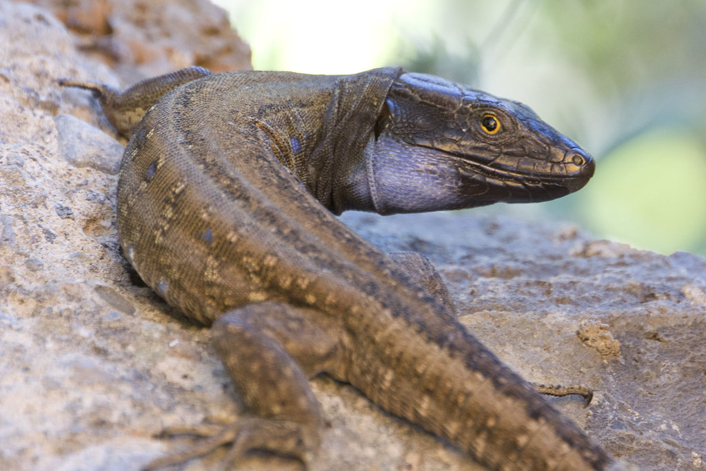 La Palma Giant Lizard – A Canary Islands Comeback