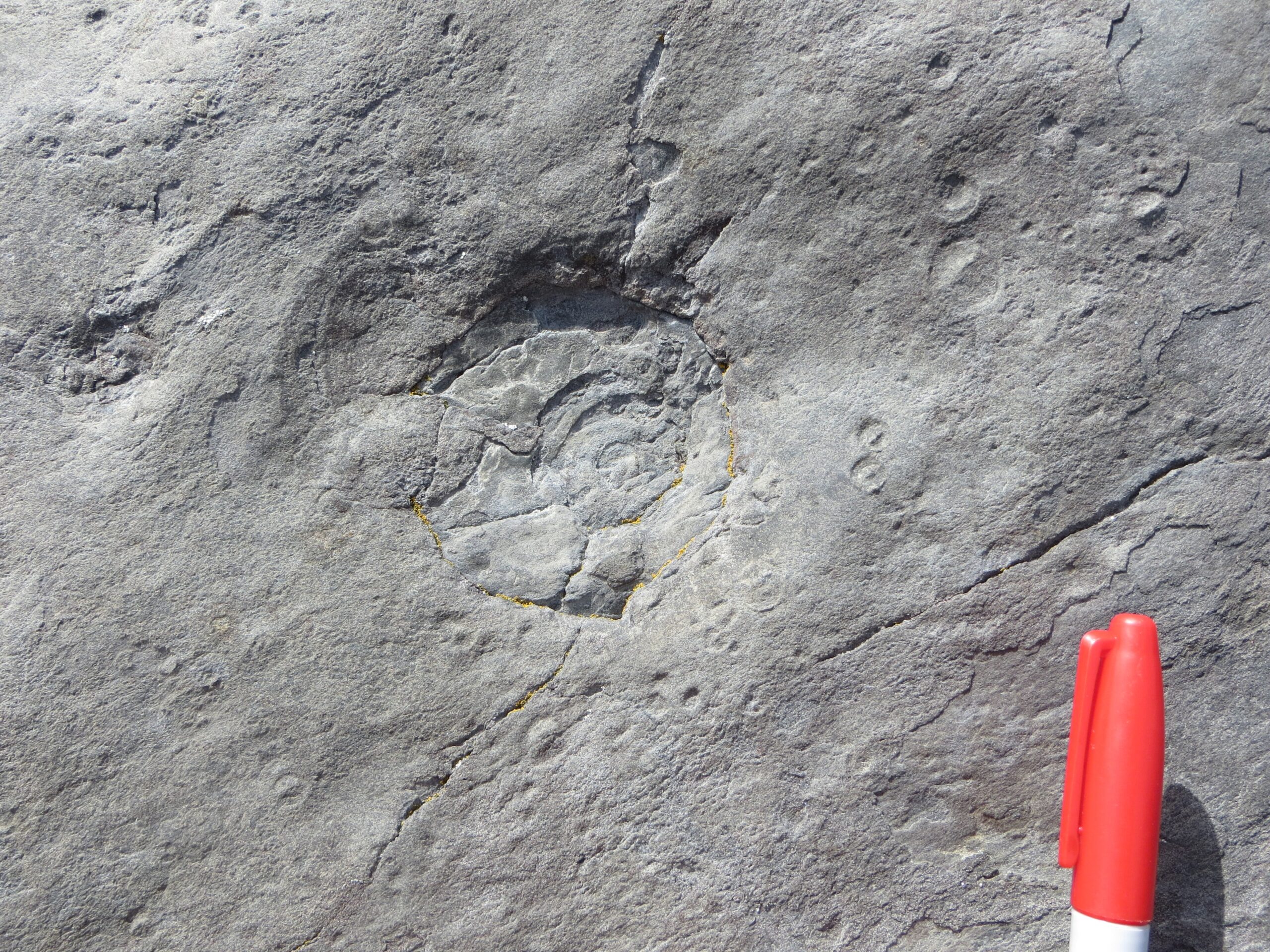 14. Aspidella: The Disc Fossil Nobody Can Agree Belongs to Anyone