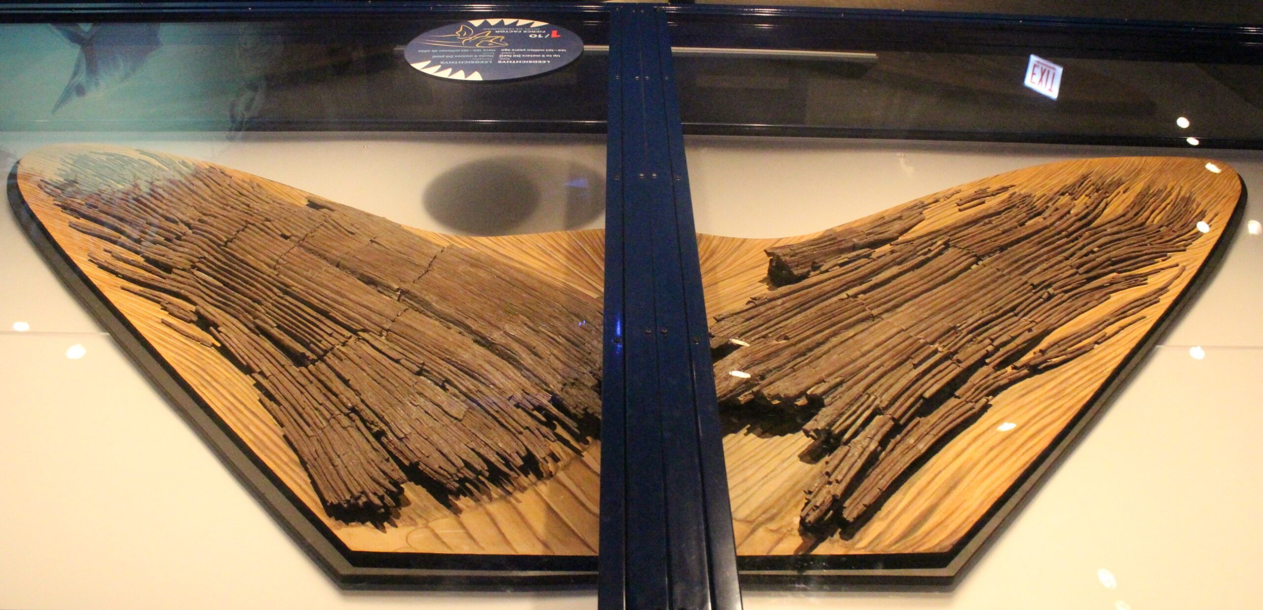 #6 - Leedsichthys: The Giant Fish Held Together by Fragments 