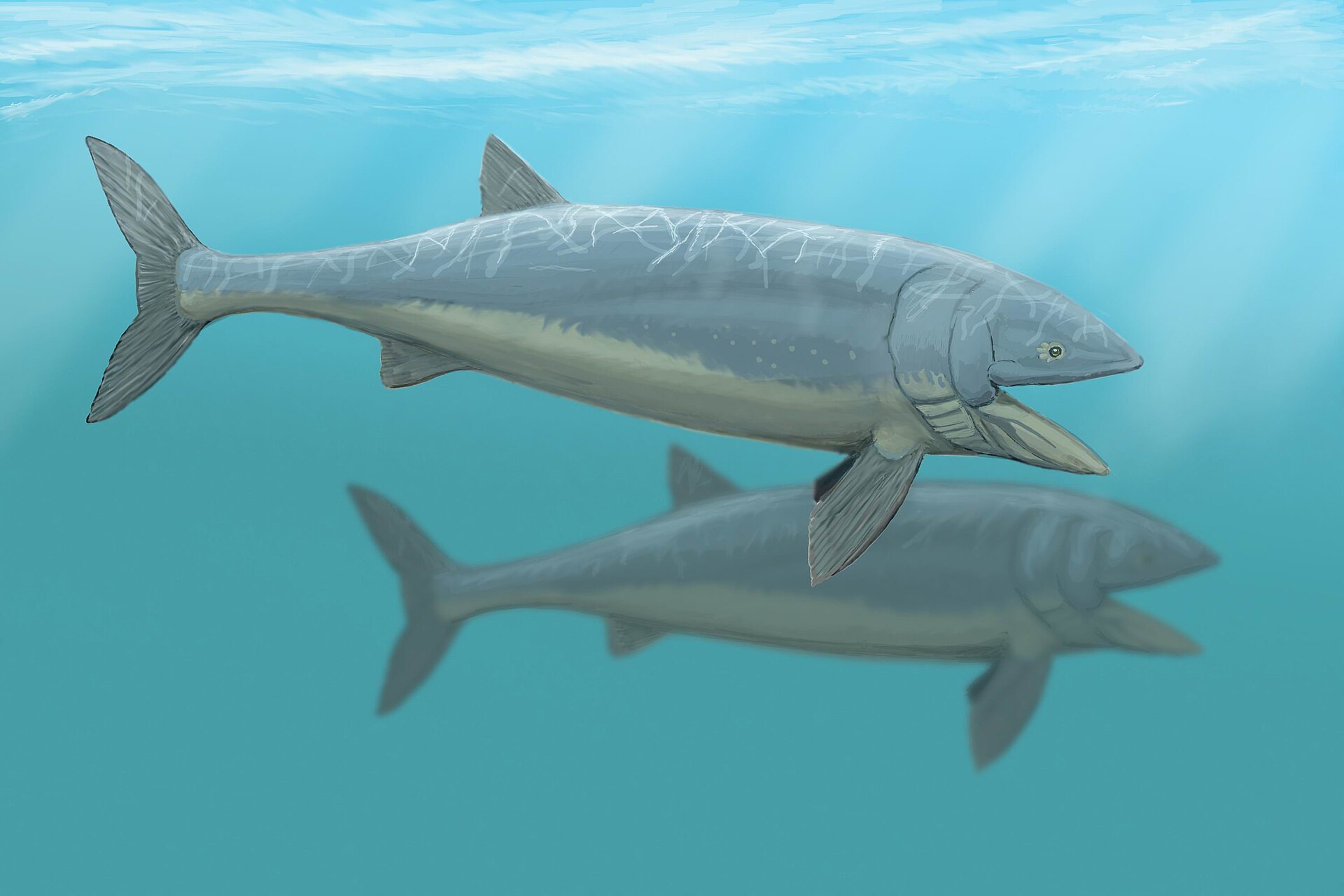 #12 - Leedsichthys, the Gentle Giant Bigger Than Most Whales