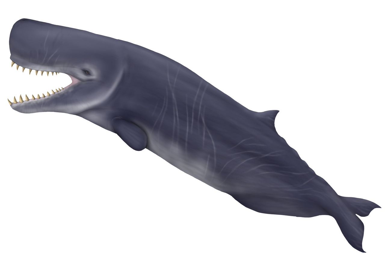 #5 - Livyatan Melvillei, the Whale With T-Rex-Sized Teeth
