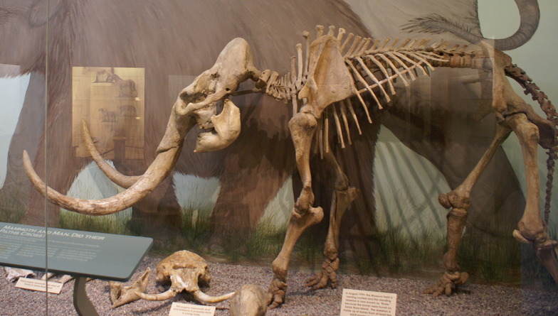 #5 - The Pygmy Mammoths That Outlived the Age of Mammoths