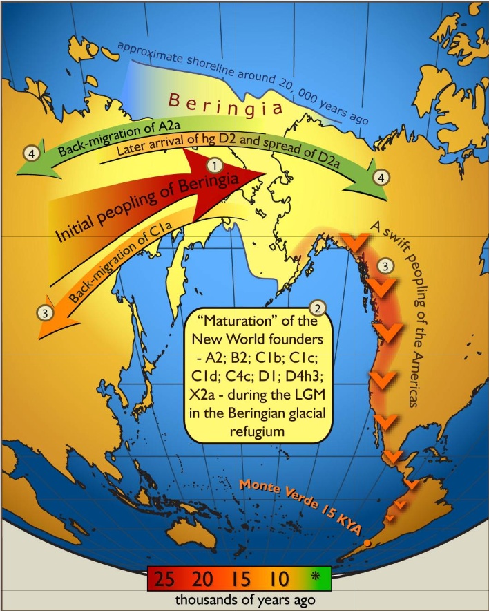7. Multiple Migration Waves Likely Reached the Americas, Not Just One 