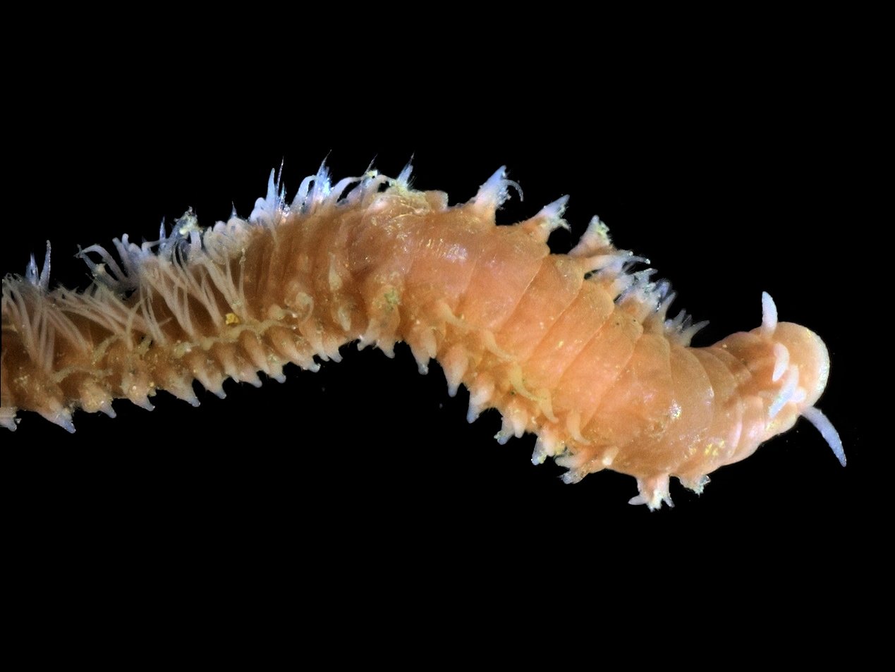#12 - The Century-Old Deep-Sea Worm Nobody Rechecked 