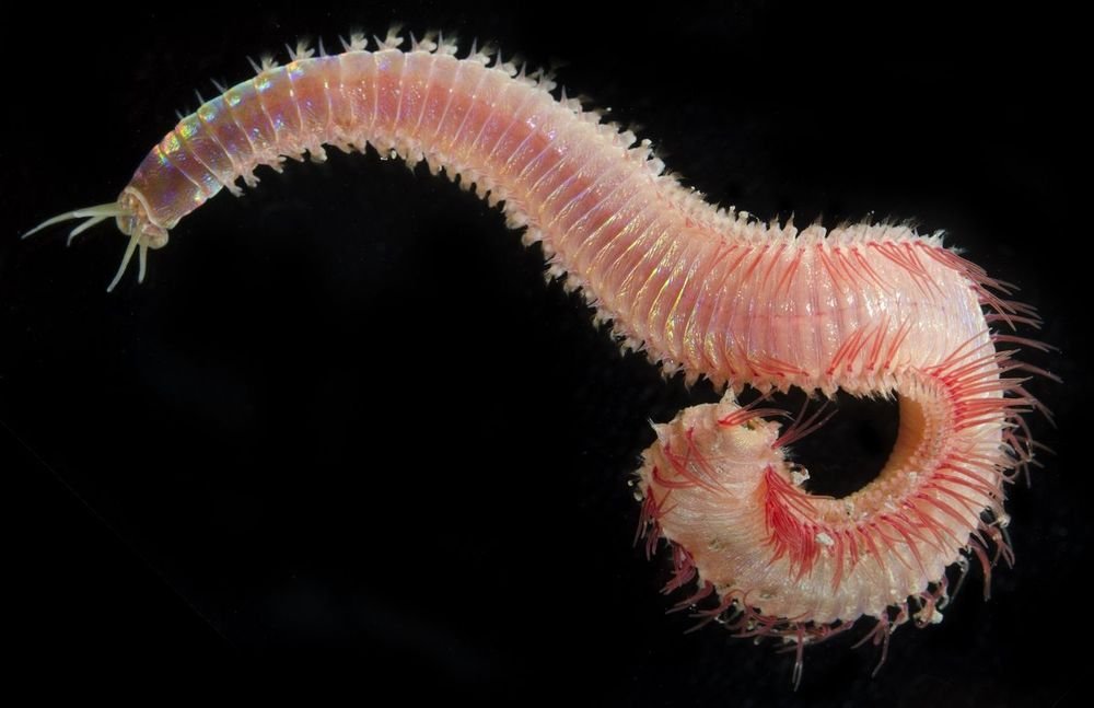 #11 - Marphysa fauchaldi: The Lone Member of Its Own Taxonomic Club