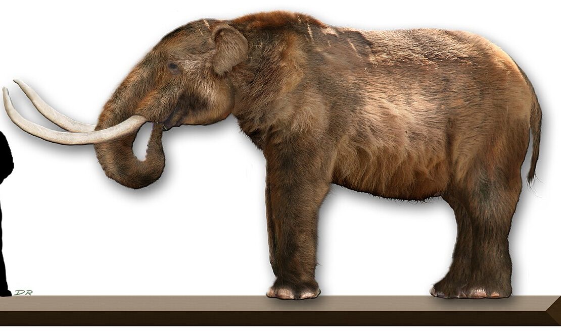 #2 - The Mastodon That Refused to Vanish With Its Hunters