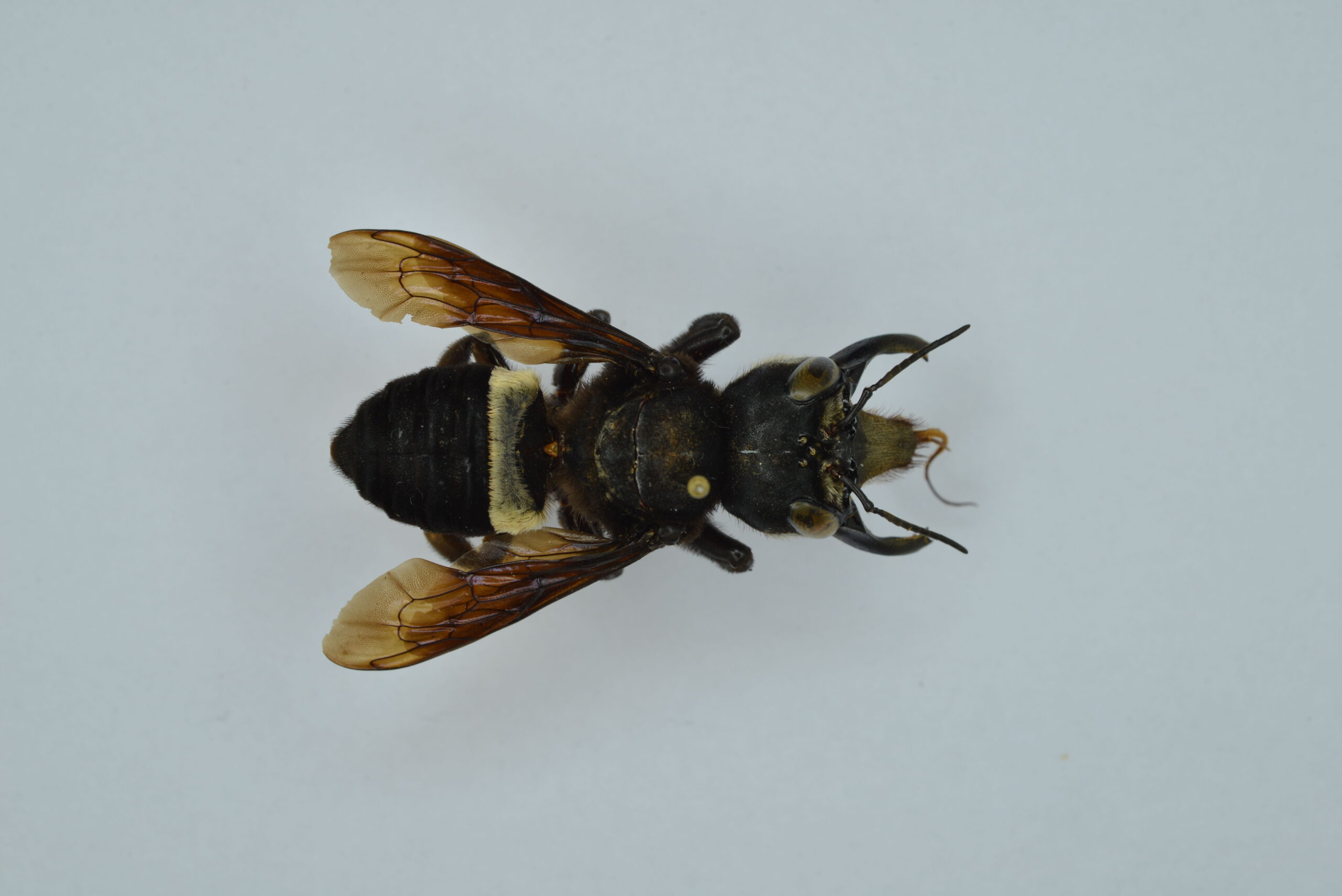 Wallace’s Giant Bee – The Giant That Hid in a Termite Nest