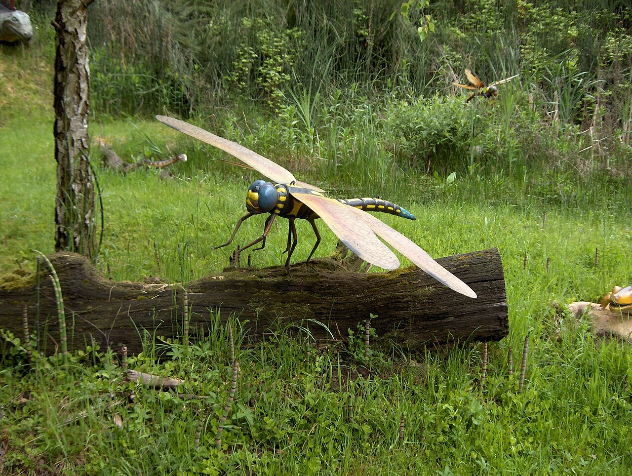Meganisoptera: The “Giant Dragonflies” That Were Not Quite Dragonflies 