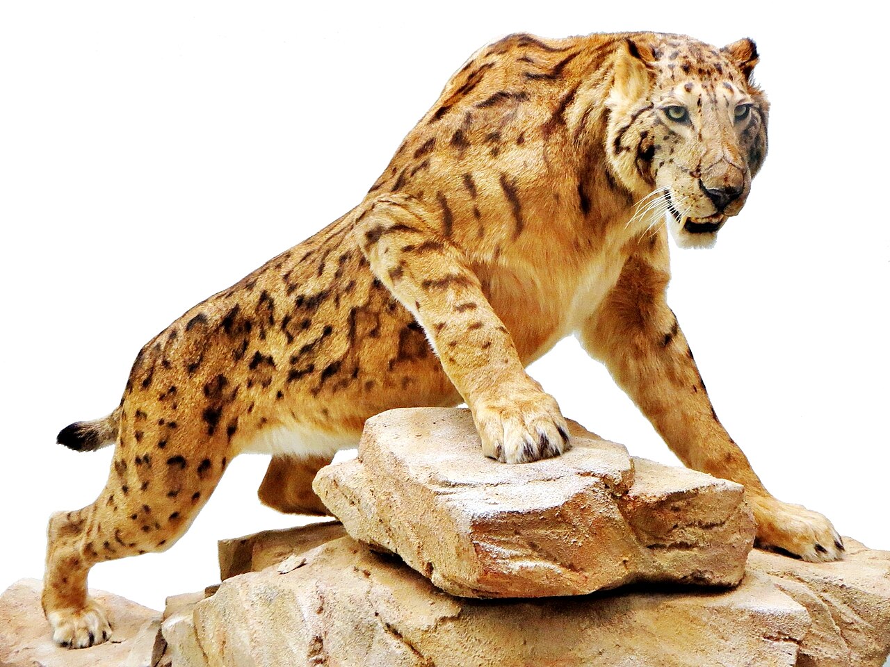 #8 - Megantereon: The Overlooked Ancestor Behind the Sabertooth Dynasty