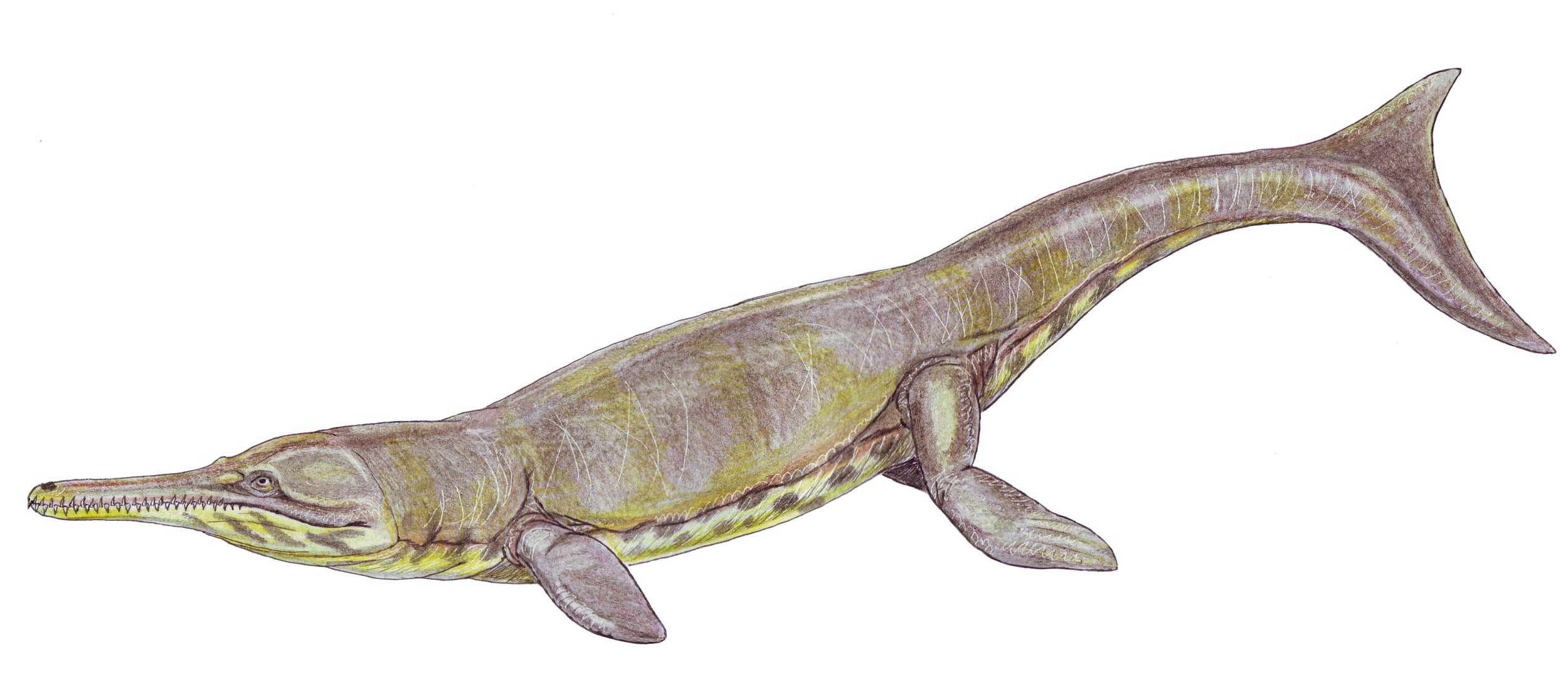 Metriorhynchus – The “Sea Croc” That Turned Into a Fully Marine Predator