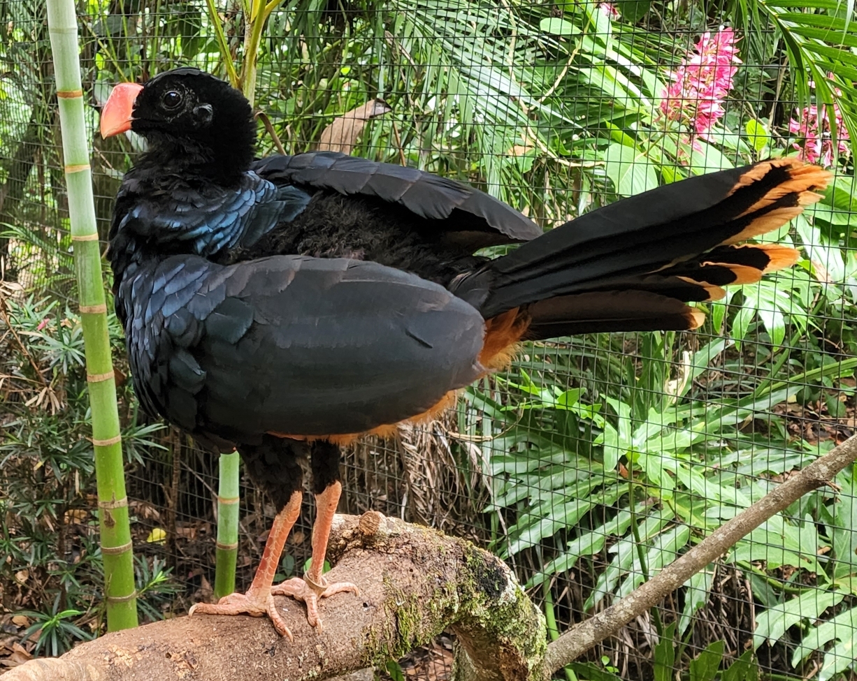 Alagoas Curassow – Clinging to Life in Captivity