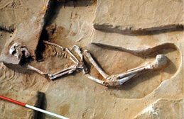 #8 - Willandra Lakes / Lake Mungo (Australia): Ancient Burials in Shifting Sands