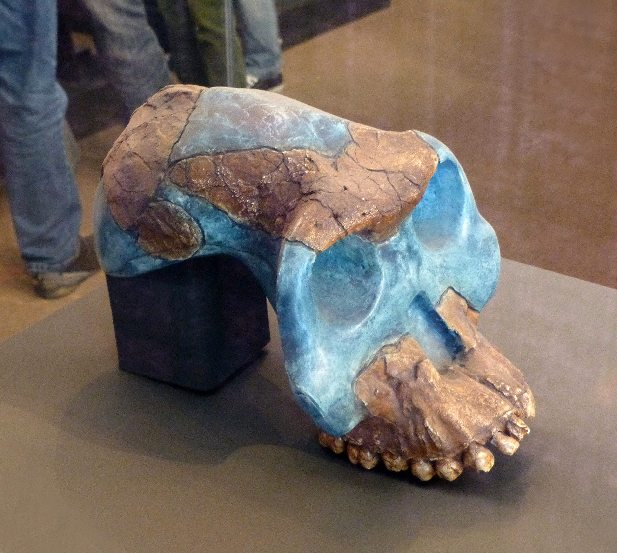 #17 - Australopithecus garhi Barely Survived the Splitting Debate