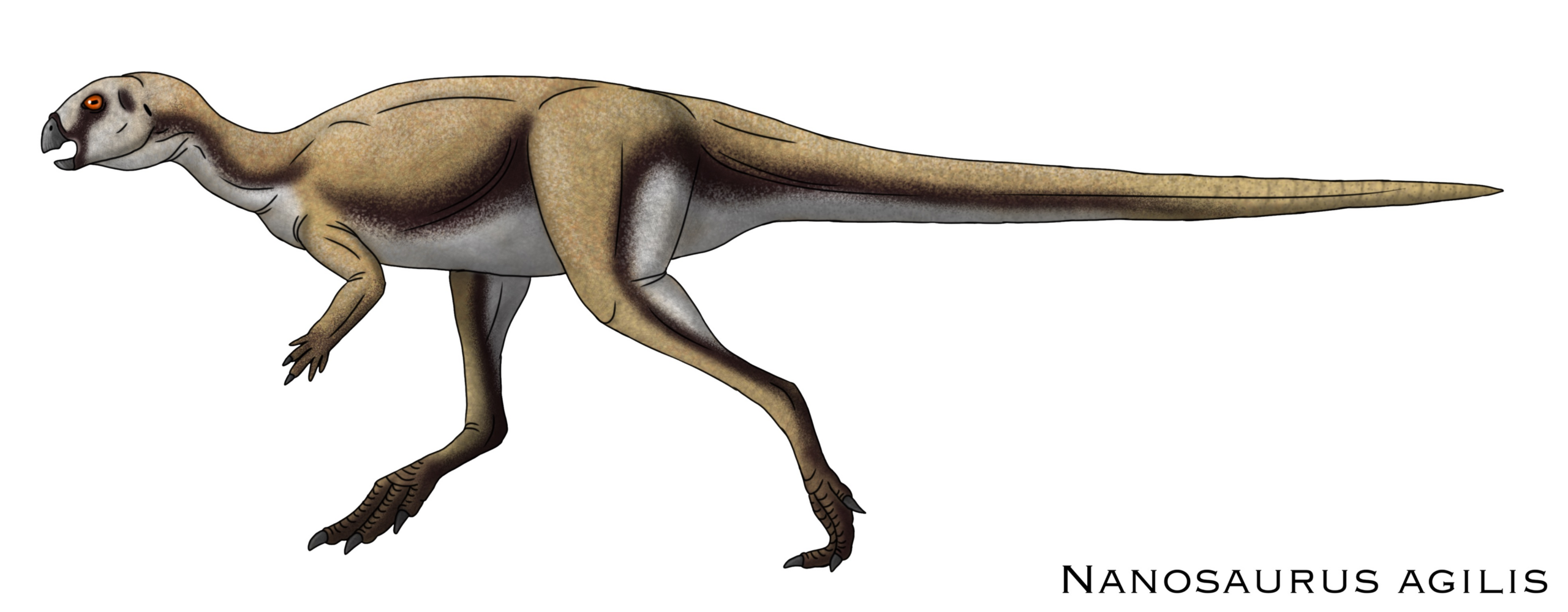 #3 - Nanosaurus agilis: The "Textbook" Dinosaur That Turned Out to Be Nothing Special