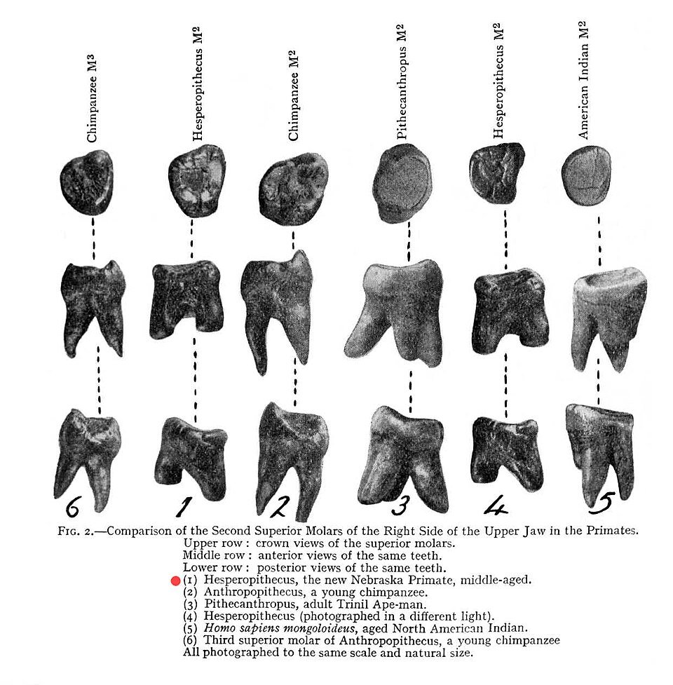 #13 - Nebraska Man's Peccary Tooth