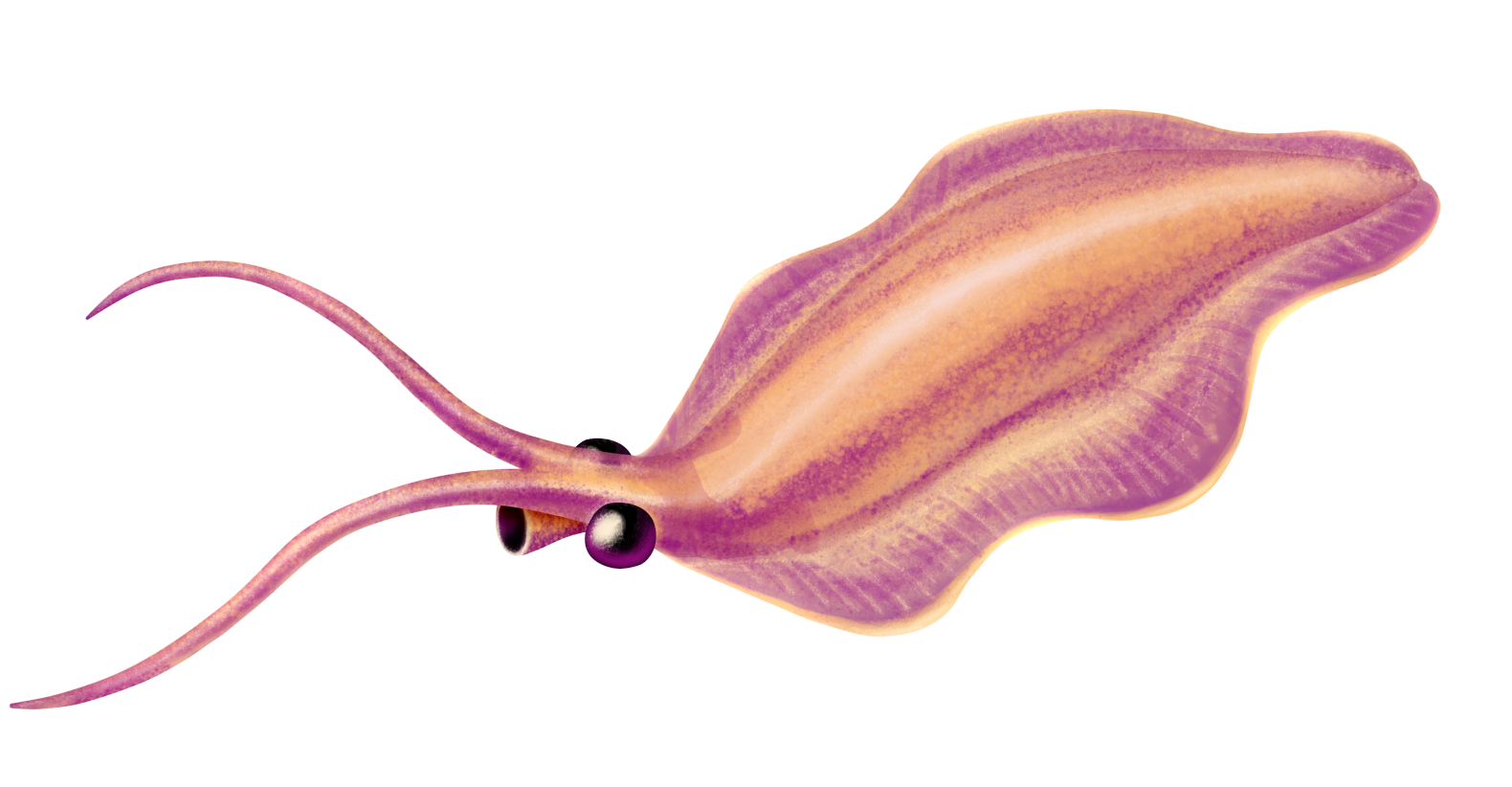 #11 - Nectocaris and Its Identity Crisis 