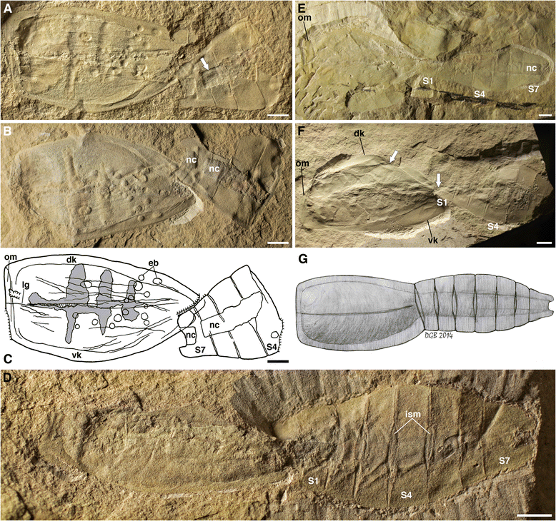 10. Nesonektris: The Deep-Water Puzzle From Cambrian Australia