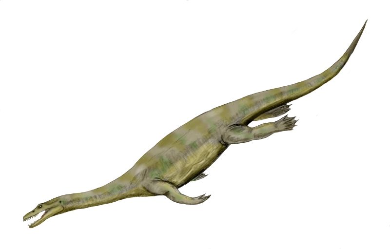 Nothosaurus – The Semi-Aquatic Ambusher That Foreshadowed Plesiosaurs